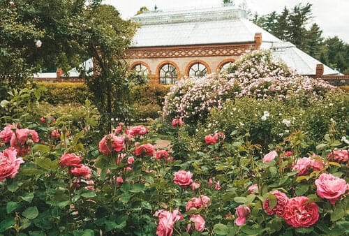 Chemist Biltmore Rose Gin