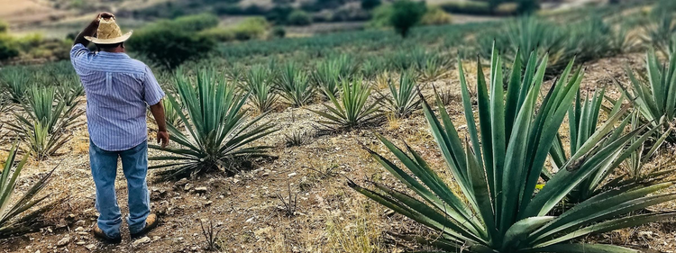 Erstwhile Mezcal